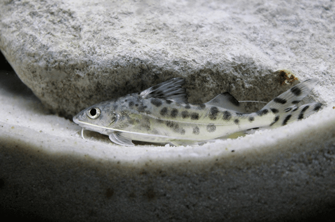 Pictus Catfish Schwimmen