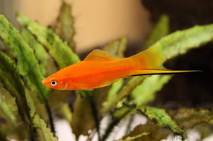 Schwertschwanz Platy Fisch