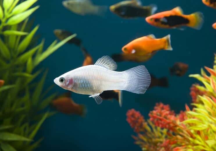 Weißer Platy Fisch