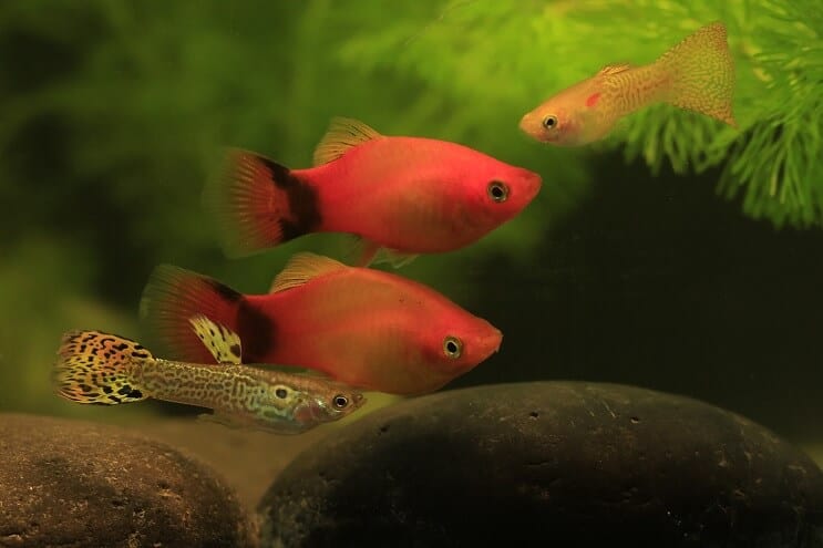 Guppy und Platy