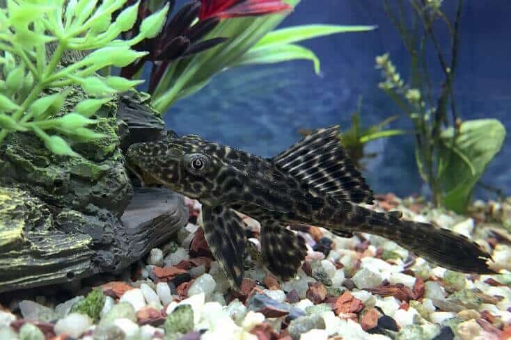 Plecostomus Übersicht