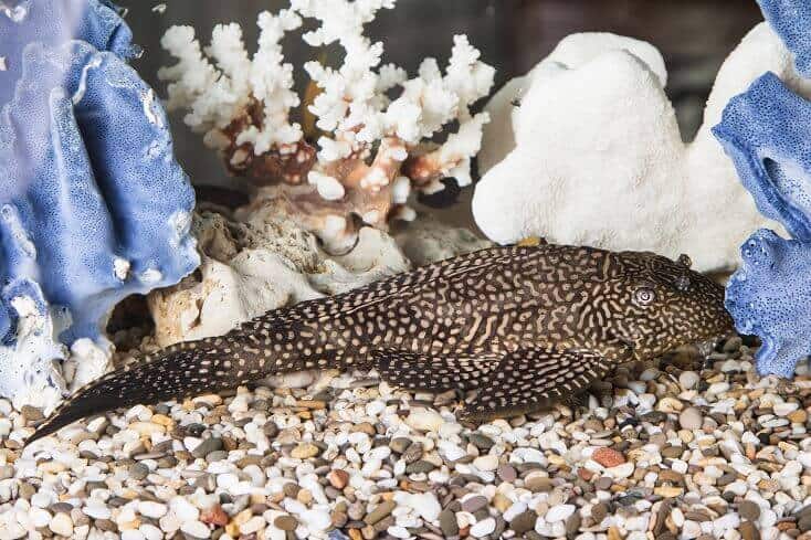 Gemeiner Pleco