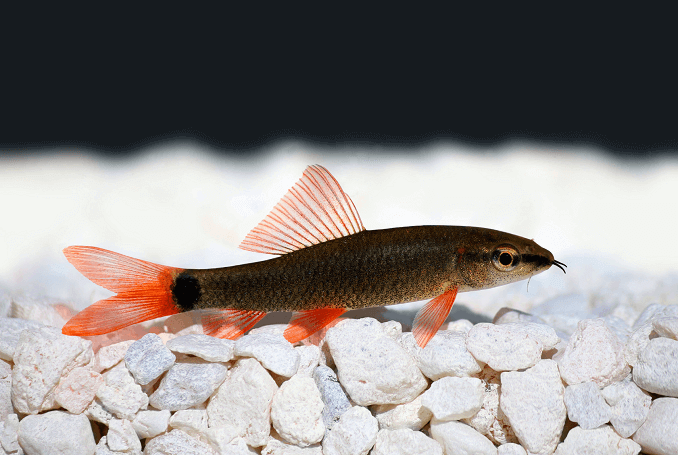 Regenbogenhai im Aquarium