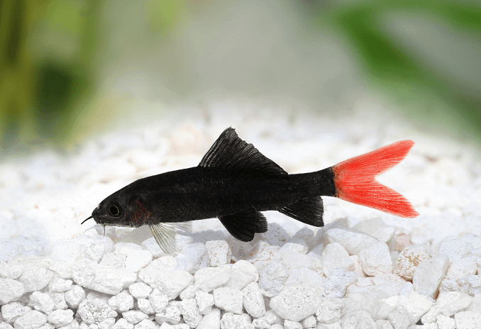 Red Tail Schwimmen