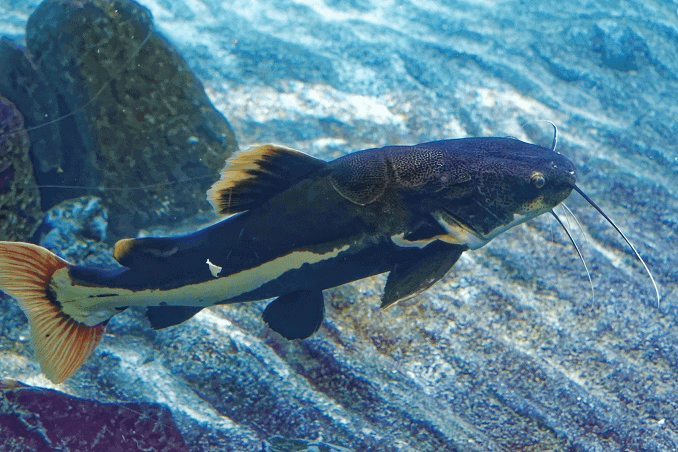 Redtail Catfish Aussehen
