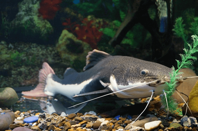 Redtail Catfish Diet