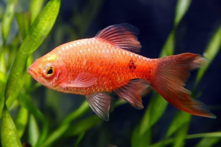 Rosy Barb Aussehen