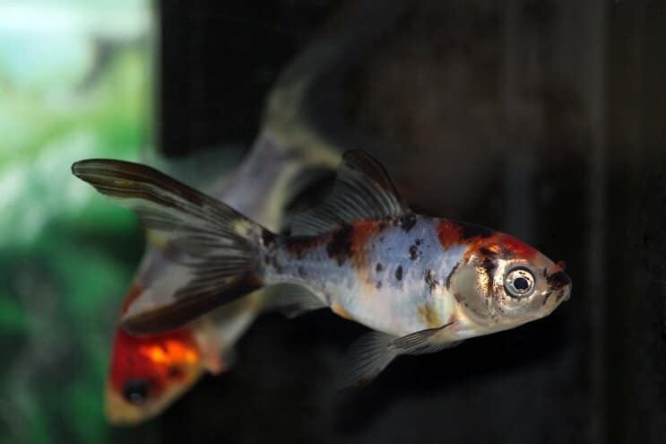 Shubunkin Goldfisch