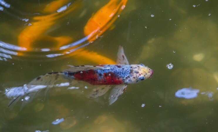 Shubunkin Goldfisch in einem Teich