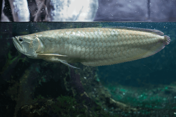 Silber Arowana im Tank