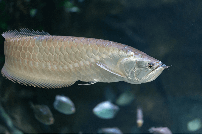 Silber Arowana Schwimmen