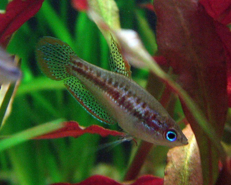 Pygmäen-Gourami