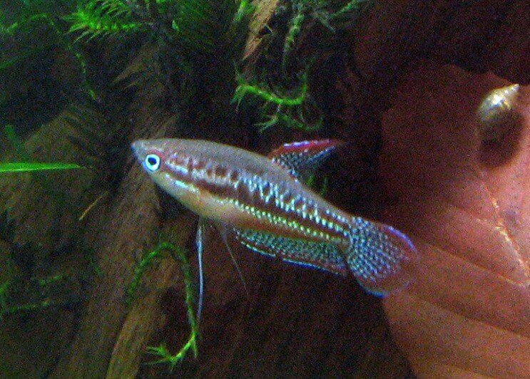 Funkelndes Gourami-Schwimmen