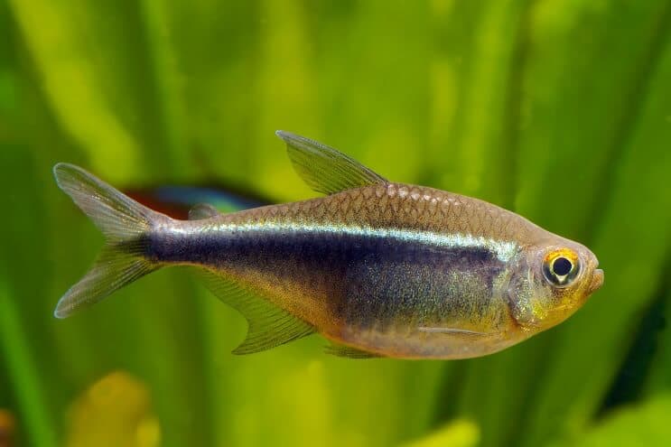 Schwarzes Neontetra