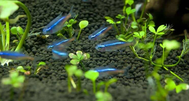 Blaue Tetra