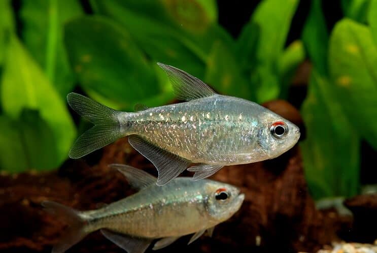 Diamant Tetra