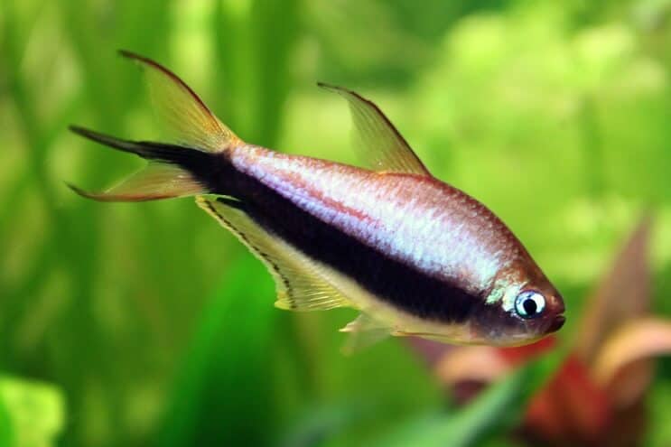Kaiser Tetra