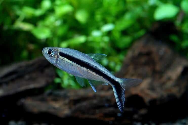 Pinguin Tetra
