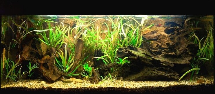 Clown Loach Tank Bedingungen