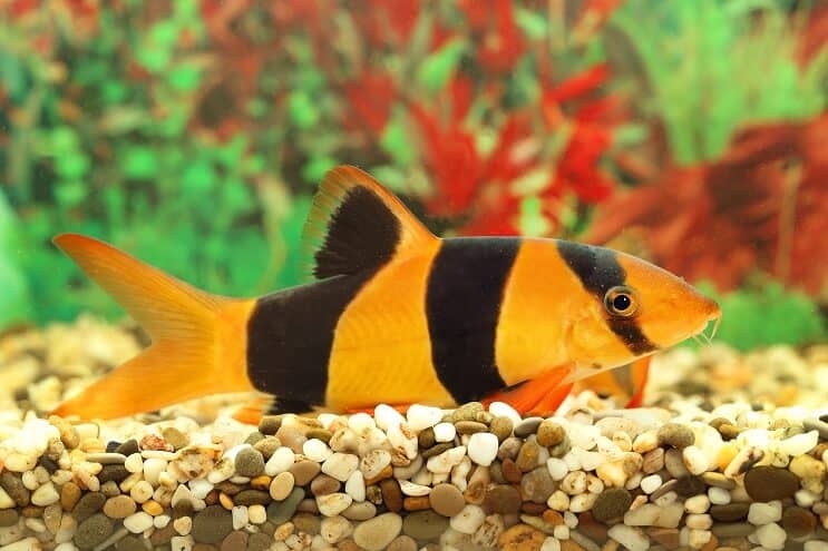 Clown Loach Übersicht