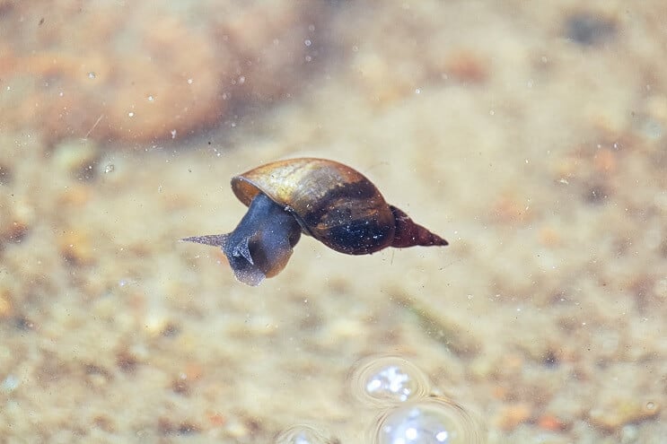Clown Loach Diät