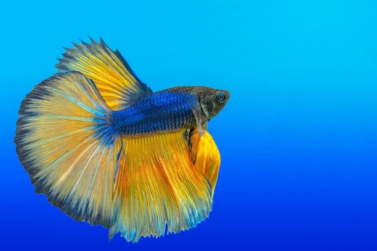 Wie man sich um Bettas kümmert