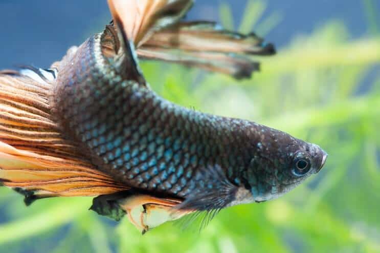 Männlich Betta