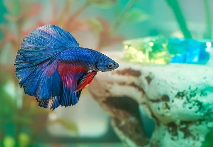 Betta Fischkrankheit