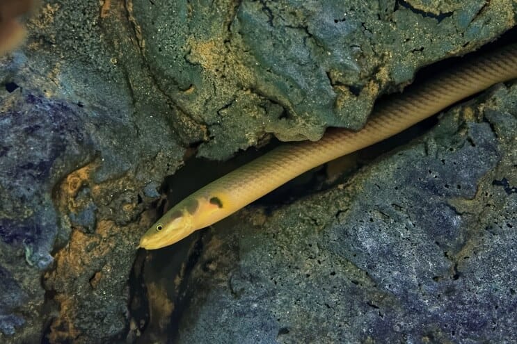 Seilfisch