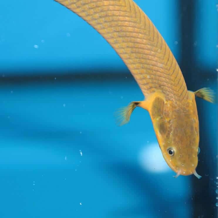 Seilfischschwimmen