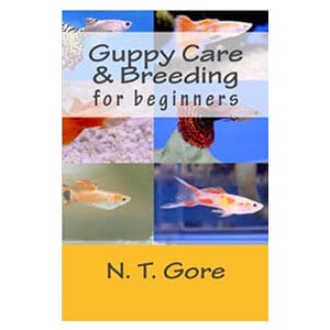 Leitfaden für Anfänger zur Pflege von Guppys
