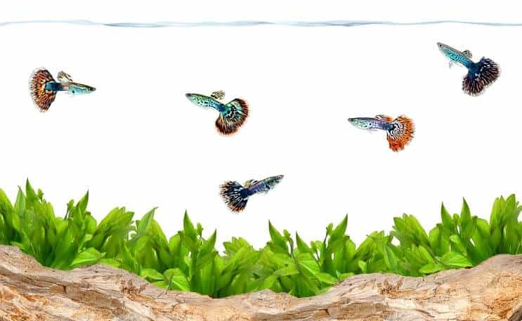 Guppys in einem Aquarium