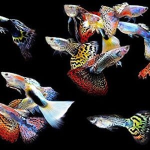 5 männliche Guppys für tropische Panzer