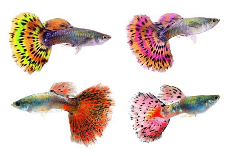 Verschiedene Farben von Guppys
