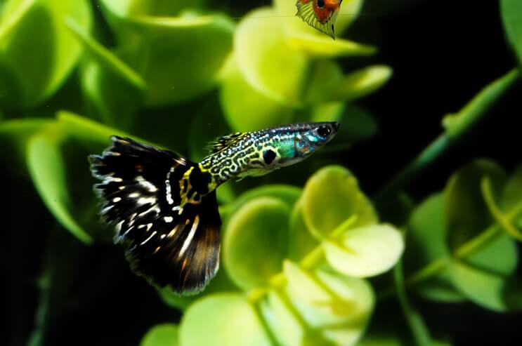 Gemusterter Guppy-Fisch