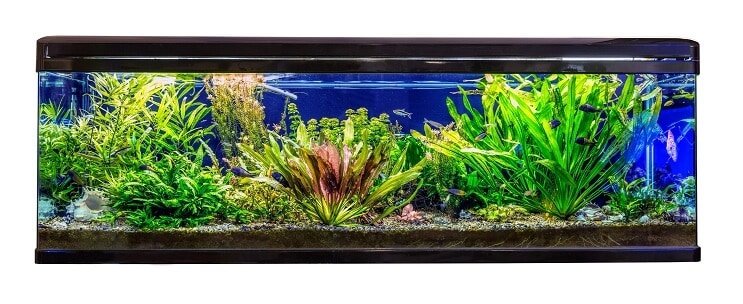 Ideale Lebensraum- und Tankbedingungen