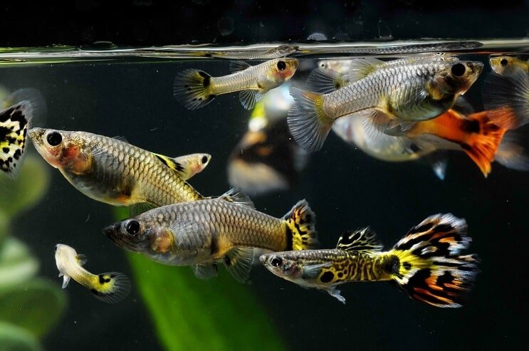Wie man Guppys sext