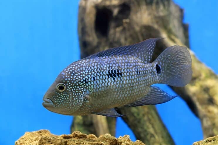 Texas Cichlid Übersicht