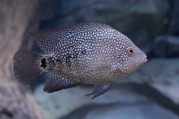 Texas Cichlid Aussehen