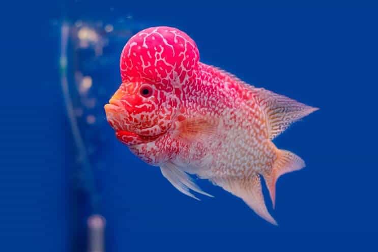 Flowerhorn Cichlid Übersicht