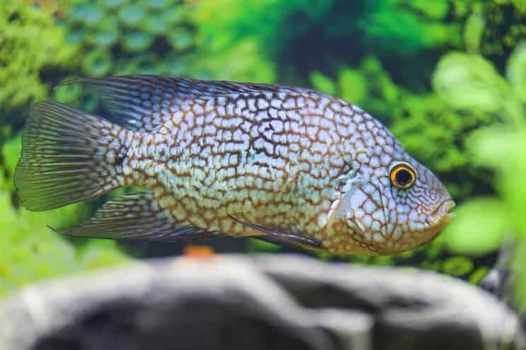 Texas Cichlid Diät