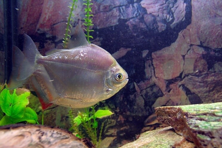 Silberdollar Fisch Aussehen