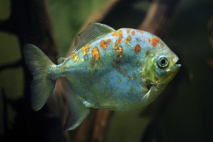 Roter Haken Silberdollar Fisch