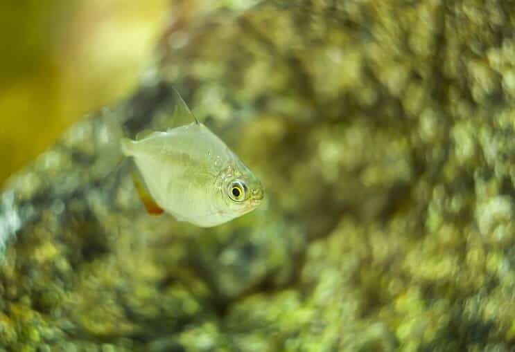 Silberdollar Fisch