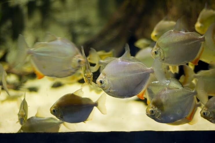 Silberdollar Fischschwimmen