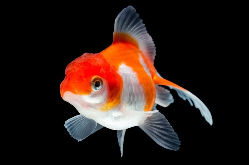Fantail Goldfisch