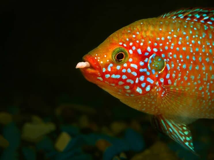 Afrikanische Jewelfish Fütterung