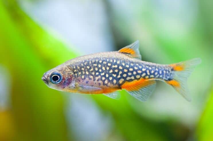 Himmlische Perle Danio