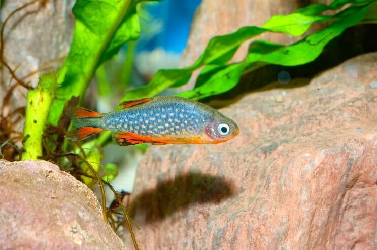Celestial Pearl Danio Aussehen