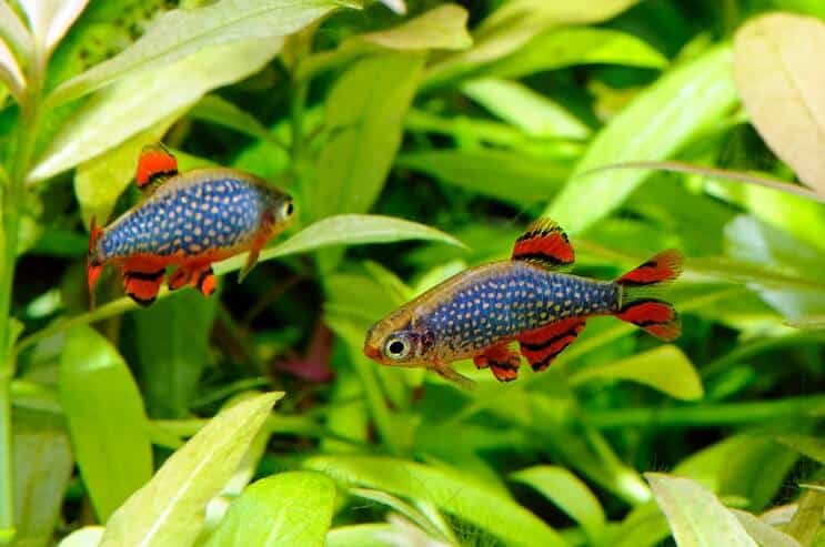 Himmlische Perle Danio im Aquarium